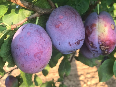 Sadnice voća, ruža i ukrasnog bilja za jesensku sadnju - moguća rezervacija