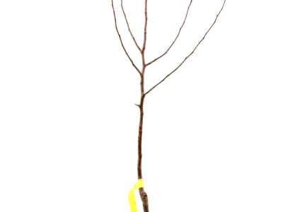 Sadnice voća, ruža i ukrasnog bilja za jesensku sadnju - moguća rezervacija