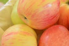 SADNICE - REZERVACIJA SADNICA VOĆA, RUŽA I UKRASNOG BILJA ZA JESENSKU SADNJU ***www.rasadnik-milic.hr***