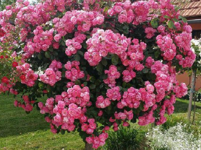 Sadnice voća, ruža i ukrasnog bilja za jesensku sadnju - moguća rezervacija