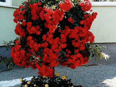 Sadnice voća, ruža i ukrasnog bilja za jesensku sadnju - moguća rezervacija