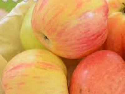 Sadnice voća, ruža i ukrasnog bilja za jesensku sadnju - moguća rezervacija