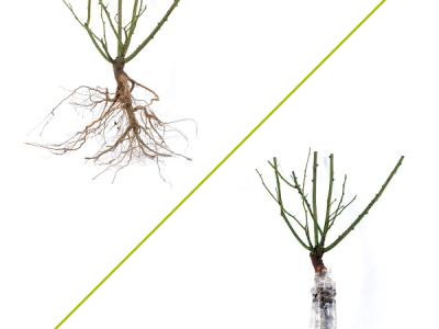 Sadnice voća, ruža i ukrasnog bilja za jesensku sadnju - moguća rezervacija