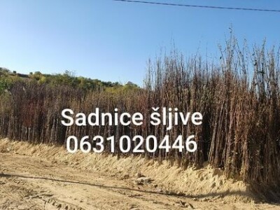 Sadnice sljive dvogodisnje - Isporuka