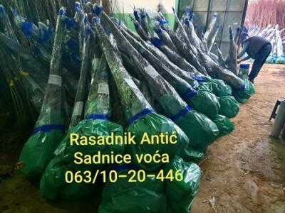 Sadnice sljive dvogodisnje - Isporuka