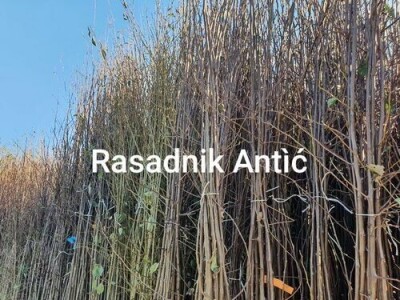 Sadnice sljive dvogodisnje - Isporuka