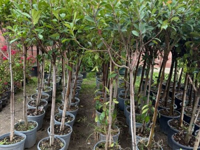 Sadnice ukrasnog i voćnog bilja - masline, citrusi, fotinija, voćke, čempresi