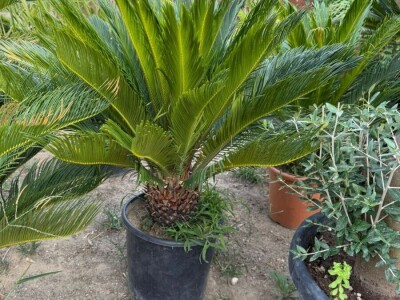 Sadnice ukrasnog i voćnog bilja - masline, citrusi, fotinija, voćke, čempresi