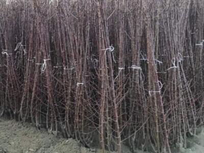 Sadnice ukrasnog i voćnog bilja - masline, citrusi, fotinija, voćke, čempresi