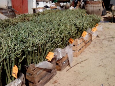 Sadnice voća I klase