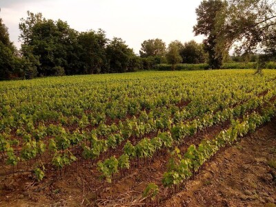 Sadnice voća I klase