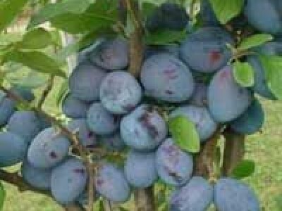 Sadnice sljive dvogodisnje - Isporuka