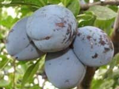 Sadnice sljive dvogodisnje - Isporuka