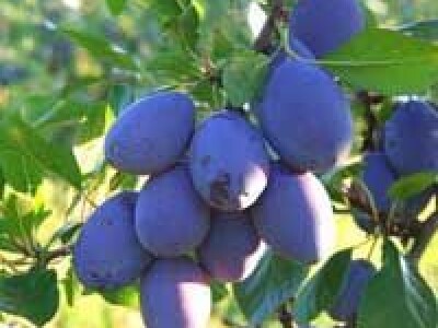 Sadnice sljive dvogodisnje - Isporuka