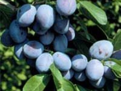 Sadnice sljive dvogodisnje - Isporuka