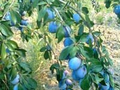 Sadnice sljive dvogodisnje - Isporuka