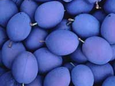 Sadnice sljive dvogodisnje - Isporuka