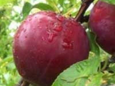 Sadnice sljive dvogodisnje - Isporuka