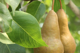 SADNICE VOĆA ***www.rasadnik-milic.hr***