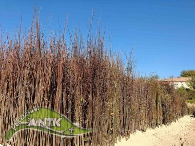 Rezervacije u toku za jesenju sadnju voćnih sadnica