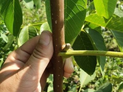 Rezervacije u toku za jesenju sadnju voćnih sadnica