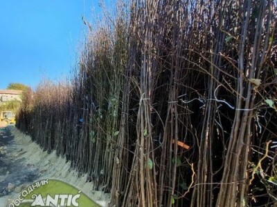 Rezervacije u toku za jesenju sadnju voćnih sadnica