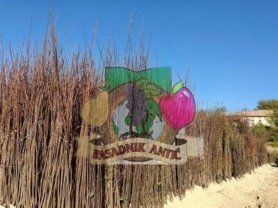 Rezervacije u toku za jesenju sadnju voćnih sadnica