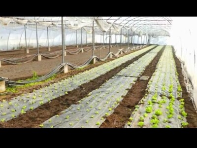 Salas u Velikim Radincima