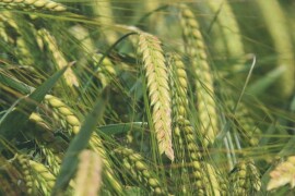 SANDRA – RWA sorta ozimog ječma