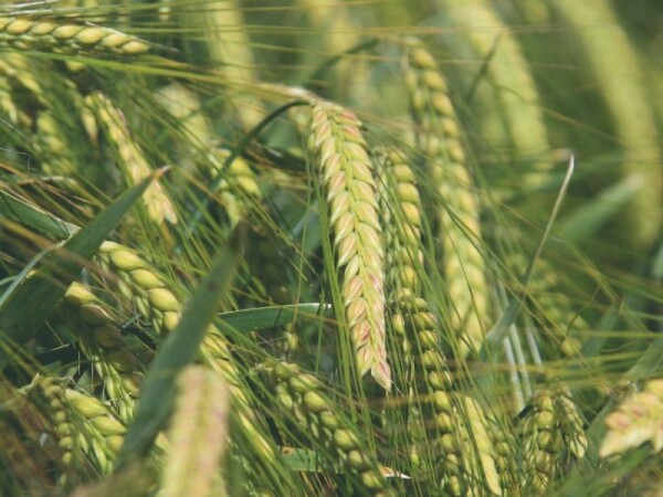 SANDRA – RWA sorta ozimog ječma