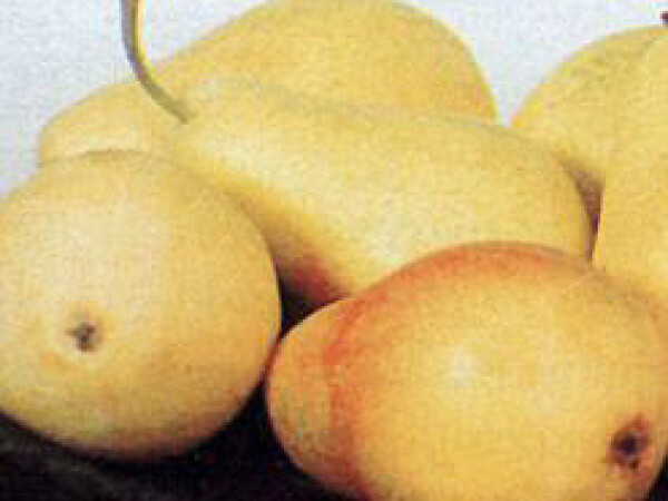 Kruška - Santa Maria - sadnice