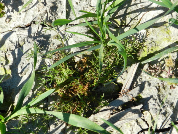 Saracen Max herbicid