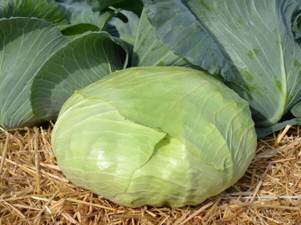 Saturn - sjeme bijelog kupusa