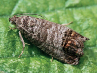 Feromonska zamka Temo-O-Cid Trap Plus za jabučnog savijača (Carpocapsa /Cydia/ pomonella)