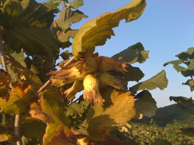 LJEŠNJAK očišćen prodajem