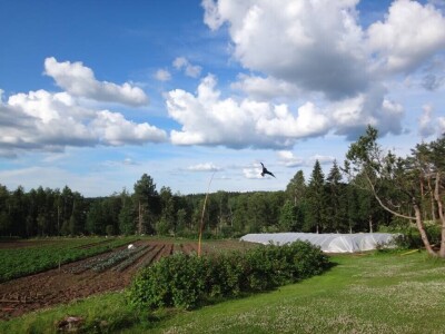Scarybird - Čuvar vaših usjeva i plodova traži distributere za BIH!