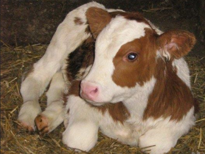 Krave, junice i telad na prodaju