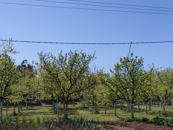 Rakija od sljive, sljivovica