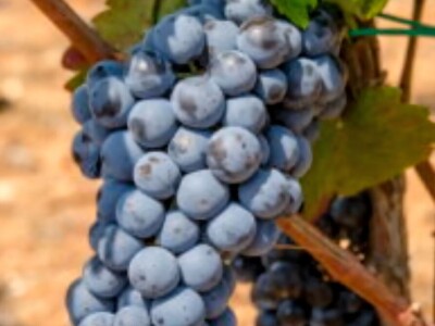 Prodaja grožđa