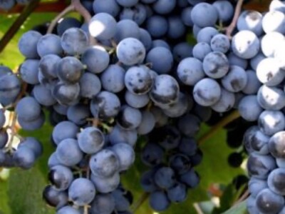 Prodaja grožđa