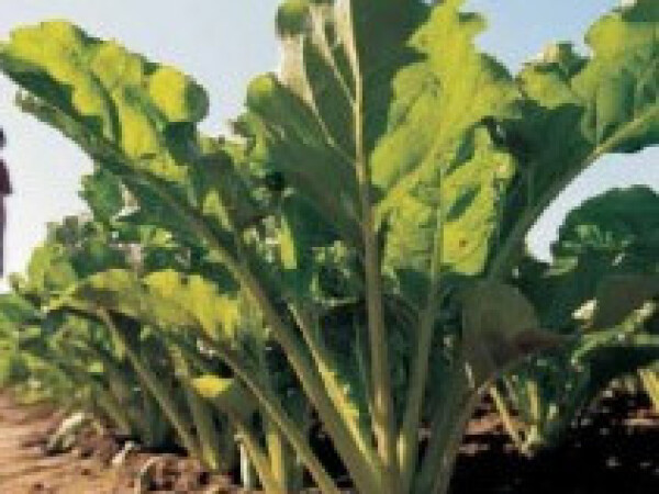 Clementina R/Rh/Cr - sjeme šećerne repe