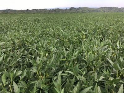 Seme soje ES PALLADOR