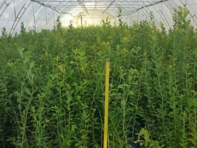 Sertifikovane sadnice BOROVNICA