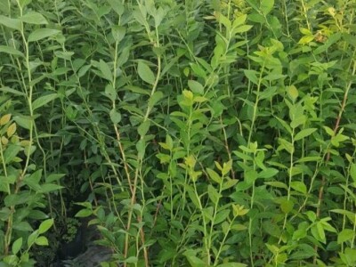 Sertifikovane sadnice BOROVNICA