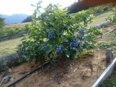 Sertifikovane sadnice BOROVNICA