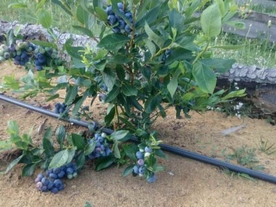 Sertifikovane sadnice BOROVNICA