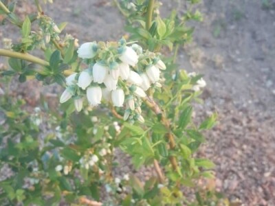 Sertifikovane sadnice BOROVNICA