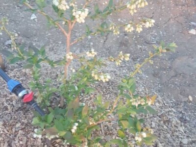 Sertifikovane sadnice BOROVNICA