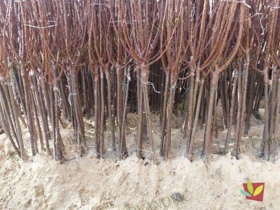 Sertifikovane sadnice voca po povoljnoj ceni!