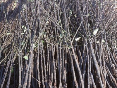 Sertifikovane sadnice voca po povoljnoj ceni!